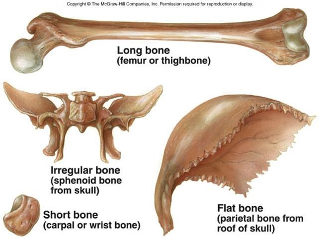 Skeletal system - nithcheanganatomy.weebly.com